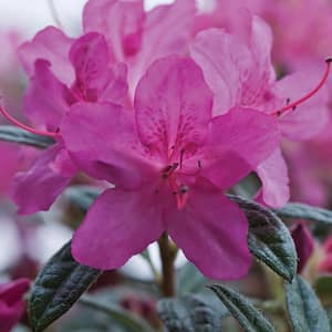 1 Gal. Autumn Amethyst Shrub with Stunning Purple Flowers