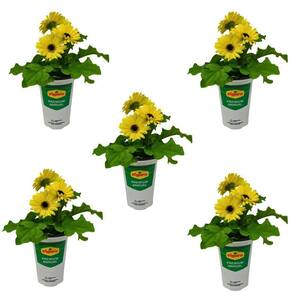 激安超特価 最大80%オフ  Vigoro 2 qt. Vigoro Osteospermum African Daisy Yellow and ぬいぐるみ