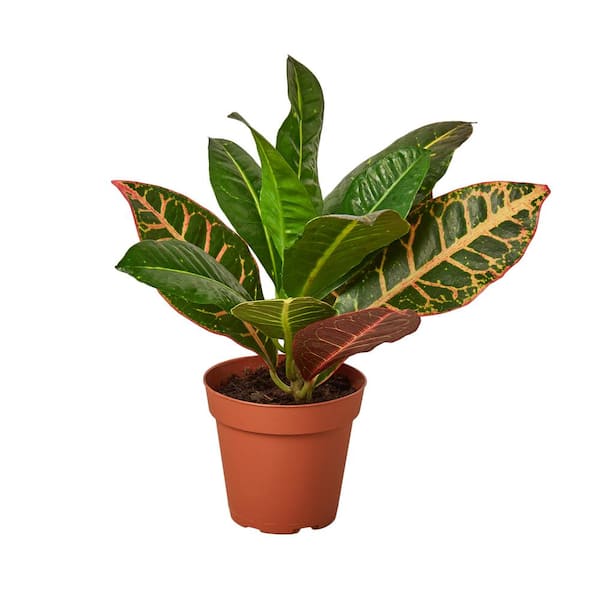 Unbranded Joseph's Coat Croton Petra Plant in 4 in. Grower Pot
