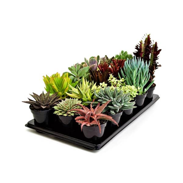 Pure Beauty Farms 11 Oz. Succulent Plant Mix in 3.5 In. Grower's Pot (15-Plants)