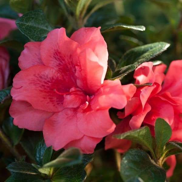 2 Gal. Autumn Princess Azalea Bush with Reblooming Salmon-Pink Flowers - Low-Maintenance Evergreen Shrub