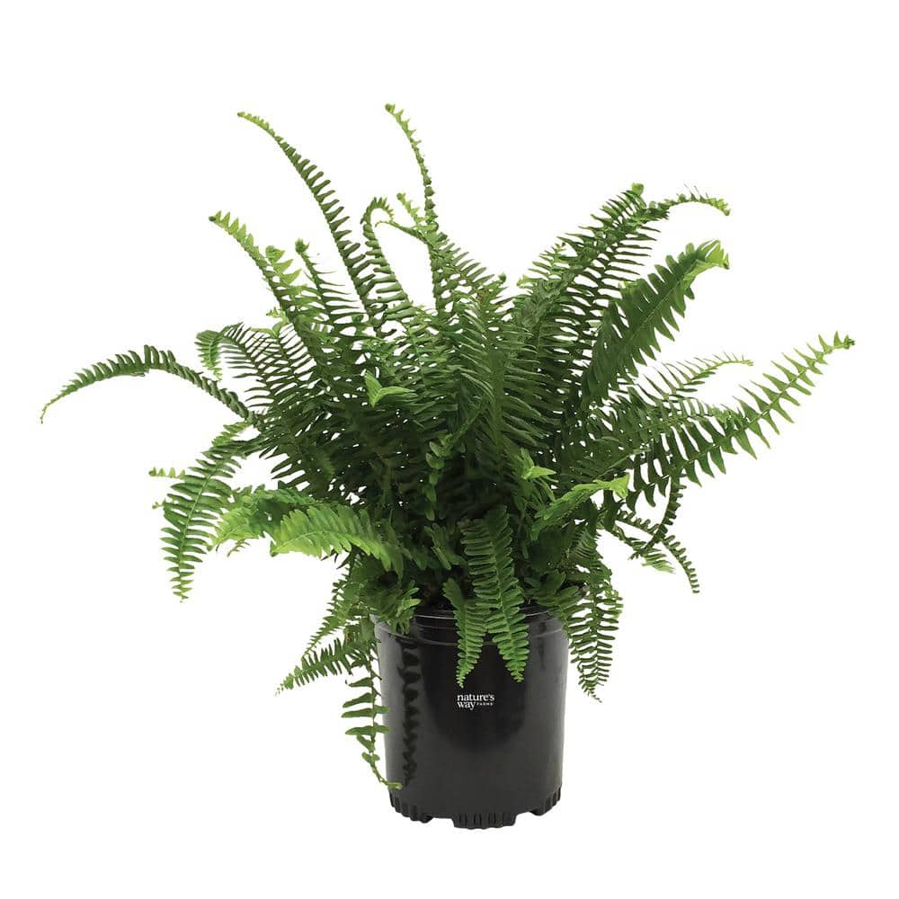 NATURE'S WAY FARMS Fern Kimberly Queen Live Outdoor Plant in Growers ...