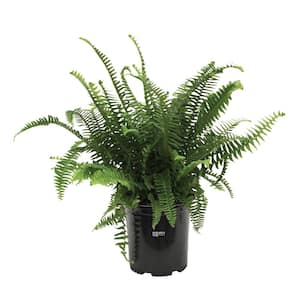 Fern Kimberly Queen Live Outdoor Plant in Growers Pot Average Shipping Height 1-2 Ft. Tall