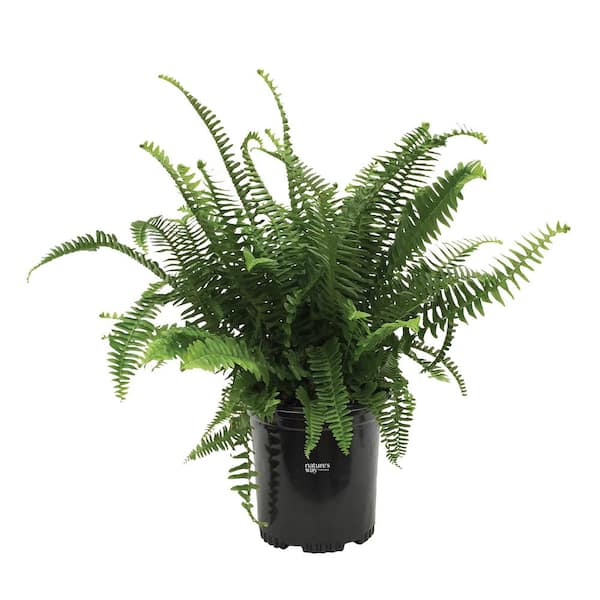 NATURE'S WAY FARMS Fern Kimberly Queen Live Outdoor Plant in Growers Pot Average Shipping Height 1-2 Ft. Tall