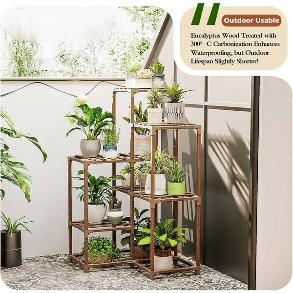 bonsai tree hawaii Hawaiian Umbrella Bonsai Tree