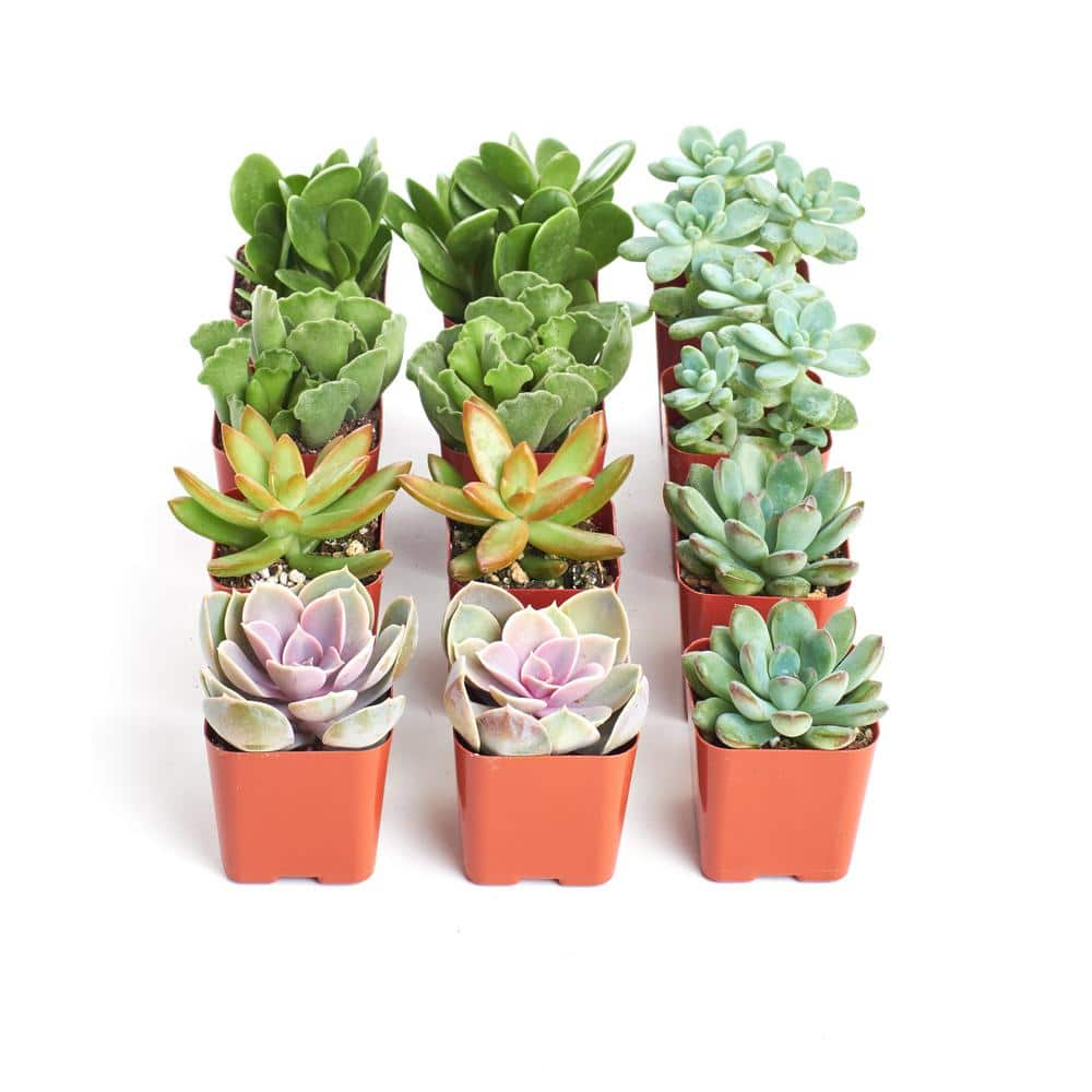 Shop Succulents 2 in. Assorted Succulent (Collection of 12) A12 - The ...