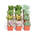 2 in. Assorted Succulent (Collection of 12)