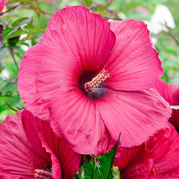 Spring Hill Nurseries Big Red Hibiscus Live Potted Perennial Plant with 2 in. Pot