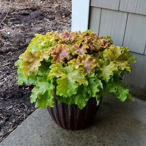 0.65 Gal. Dolce Apple Twist Coral Bells Heuchera Live Plant, White Flowers and Yellow to Green Foliage