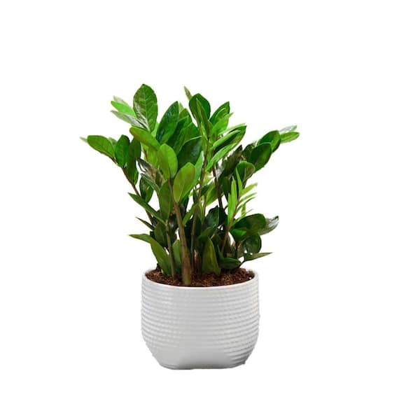 Vigoro Zamioculas Zamiifolia Indoor ZZ Plant in 6 in. White Decor