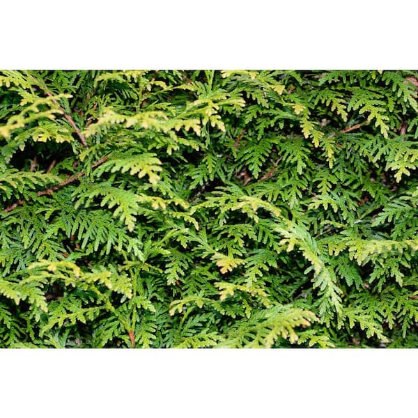 Green giant deals arborvitae for sale