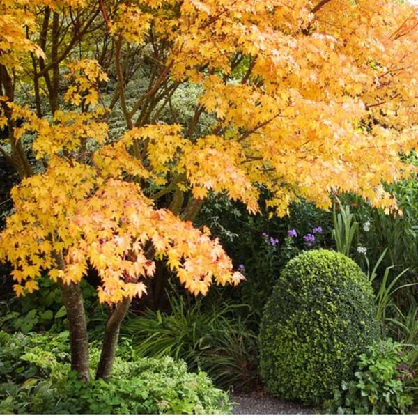 1 gal. Sango Kaku Deciduous Japanese Maple Tree MAPJSA01GH - The