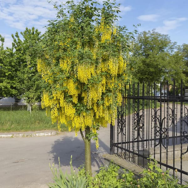 Online Orchards Golden Chain Tree (Bare Root, 3 ft. to 4 ft. Tall) FLGC001