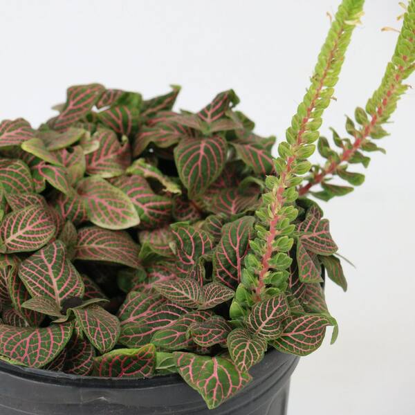 national PLANT NETWORK 4 in. Fittonia Pink Nerve Plant in Grower Container  (3-Pack) HD3197 - The Home Depot