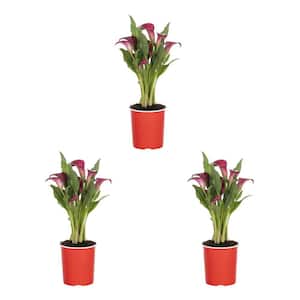 2 Qt. Red Calla Lily Perennial Plant (3-Pack)