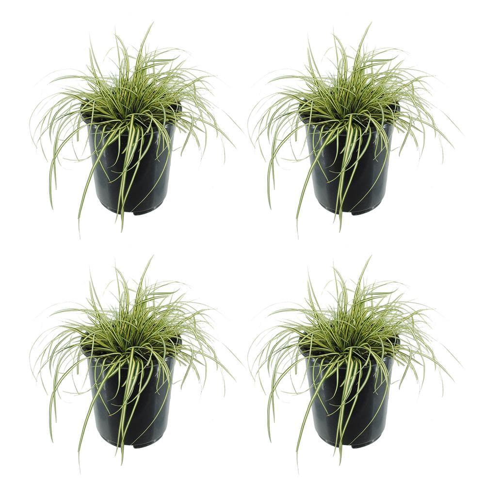 Perennial Grass Carex Oshimensis Evergold 2.5 Qt. 4-Pack