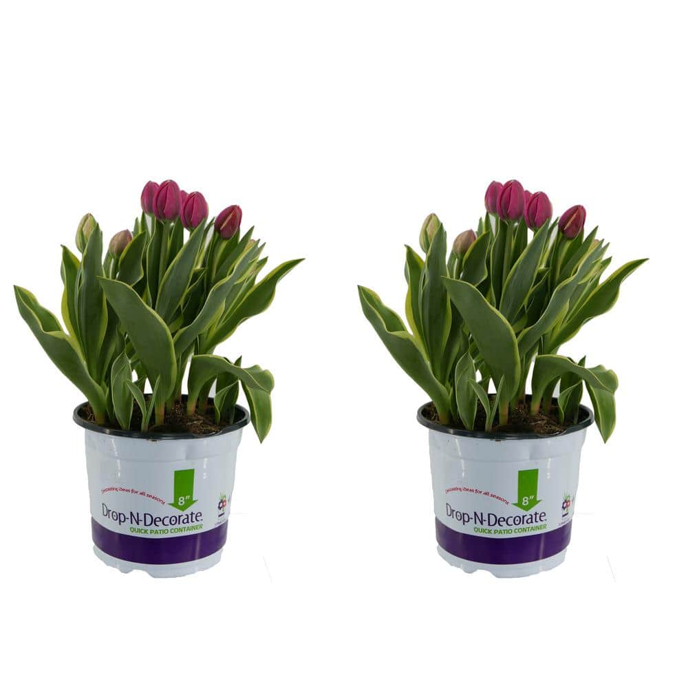 3.0 qt. Drop N Decorate Annual Tulip Pink (2-Pack)
