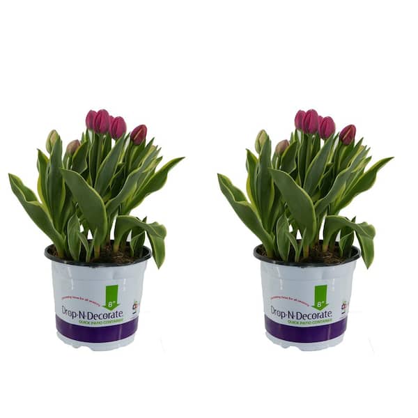 Unbranded 3.0 qt. Drop N Decorate Annual Tulip Pink (2-Pack)