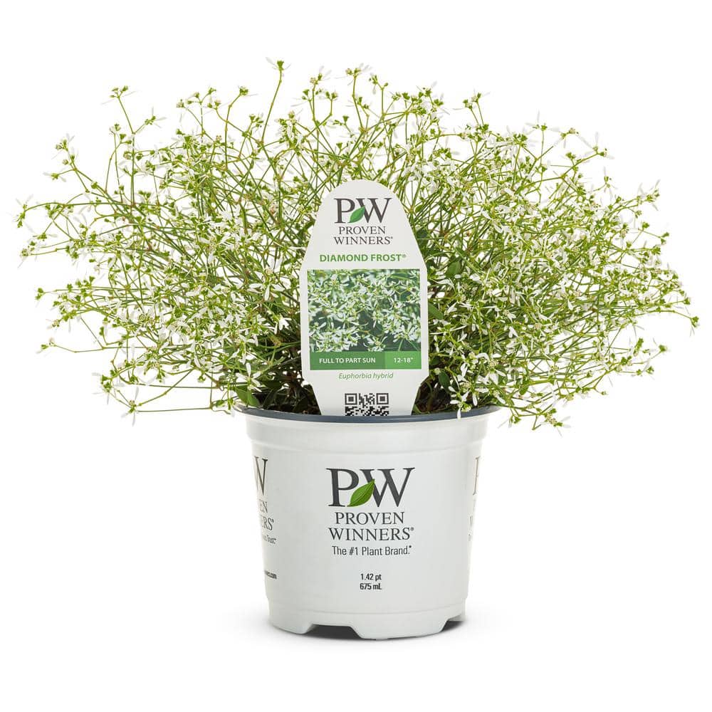 1.5 Pt. Proven Winners Euphorbia Diamond Frost Annual Plant with White Flow