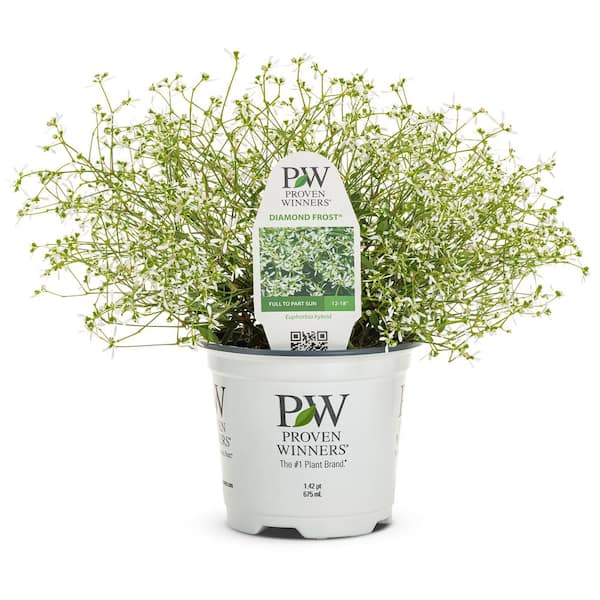 1.5 Pint Proven Winners Euphorbia Diamond Frost Annual Plant with White Flowers-5 Pack