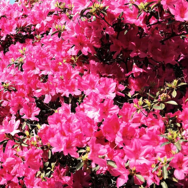 national PLANT NETWORK 2.5 qt. Azalea Chinzan Flowering