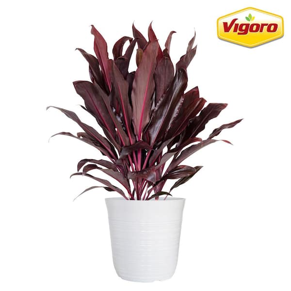 12 in. Vigoro Cordyline Auntie Lou Plant in White Decor Pot