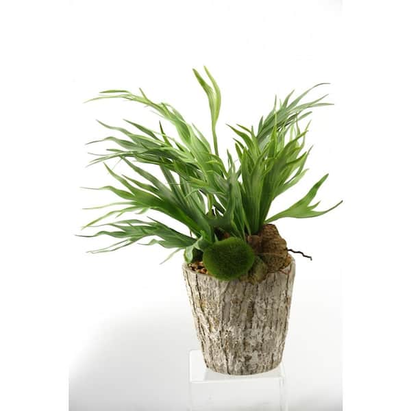 D&W Silks Artificial Indoor Mini Staghorn Fern in Weathered Oak Look Cement Planter