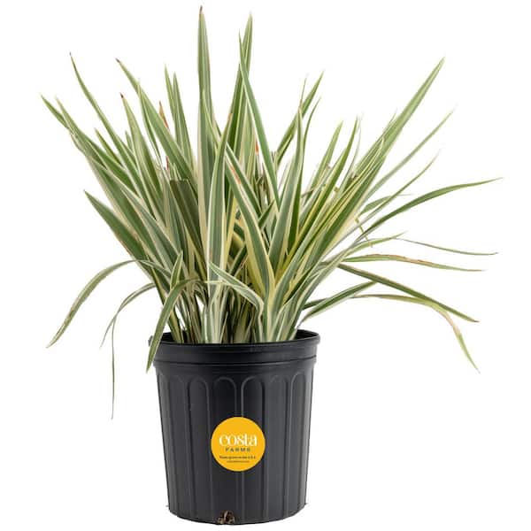 Outdoor Dianella Flax Lily Plant in 9.25 in. Grower Pot, Avg. Shipping Height 2 ft. to 3 ft. Tall