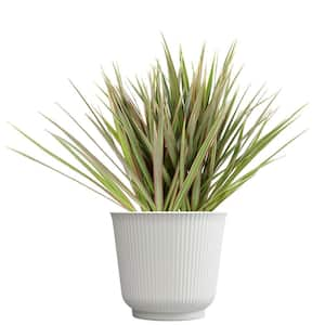 Dracaena Marginata Bicolor, 6 in. White Decorative Pot, Variegated Houseplant, Live Indoor House Plant Gift