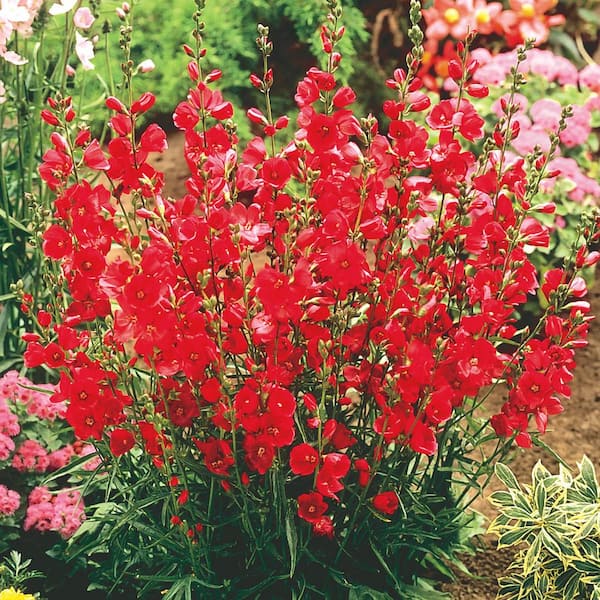 Spring Hill Nurseries 2.50 Qt. Pot, Cherry Sparks Penstemon Potted Flowering Perennial Plant (1-Pack)