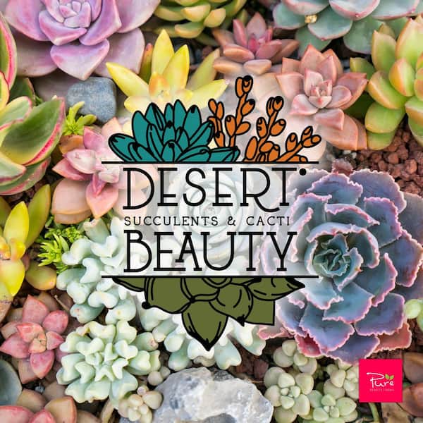 Pure Beauty Farms 10 in. Pot Succulent Mitzi Planter Sansaveria