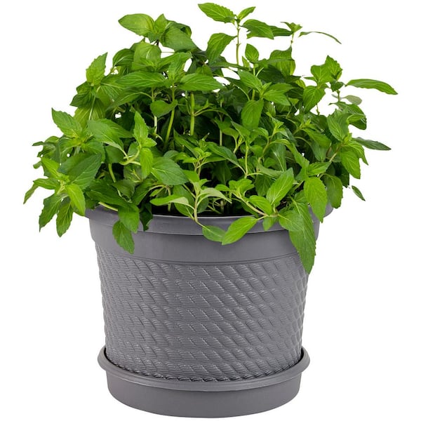 0.5 Gal. Sweet Mint Plant