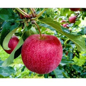 Winesap Apple Tree (Bare-Root, 3 ft. to 4 ft. Tall, 2-Years Old)