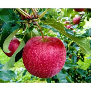 Brighter Blooms 5 Gal. Honeycrisp Apple Tree APP-HON-56_5 - The Home Depot