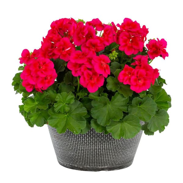 METROLINA GREENHOUSES 1 Gal. Geranium Red and Pink Bicolor in Decorative Table Top Planter Annual Plant (1-Pack)