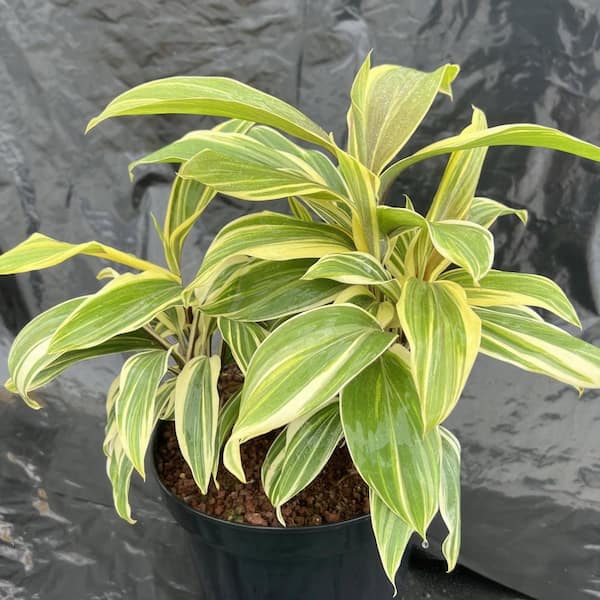 3.5 in. Cordyline Chocolate Queen Annual Plant (3-Pack)