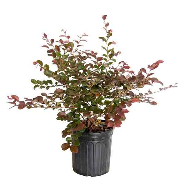 FLOWERWOOD 2.5 Qt - Ruby Loropetalum - Live Evergreen Shrub with Purple ...