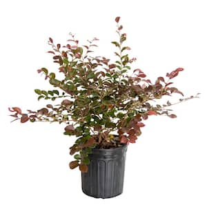 2.5 Qt - Ruby Loropetalum - Live Evergreen Shrub with Purple Foliage