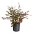 https://images.thdstatic.com/productImages/f962607d-578f-48b9-a3bb-a0487c111056/svn/flowerwood-shrubs-hedges-3979q-64_65.jpg