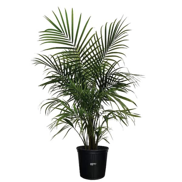 NATURE'S WAY FARMS Majesty Palm Live Indoor Plant in Growers Pot Avg Shipping Height 2 ft. to 3 ft. Tall