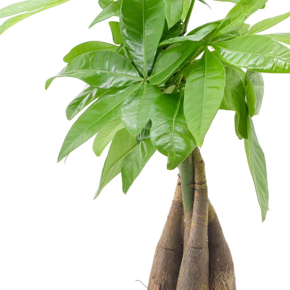 Large Green Ceramic Planter Money Tree Bonsai