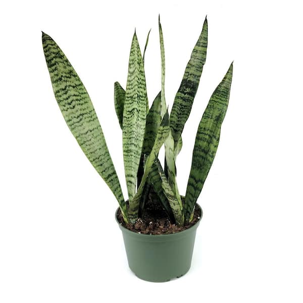 national PLANT NETWORK 6 in. Sansevieria Zeylanica Plant in Grower Container