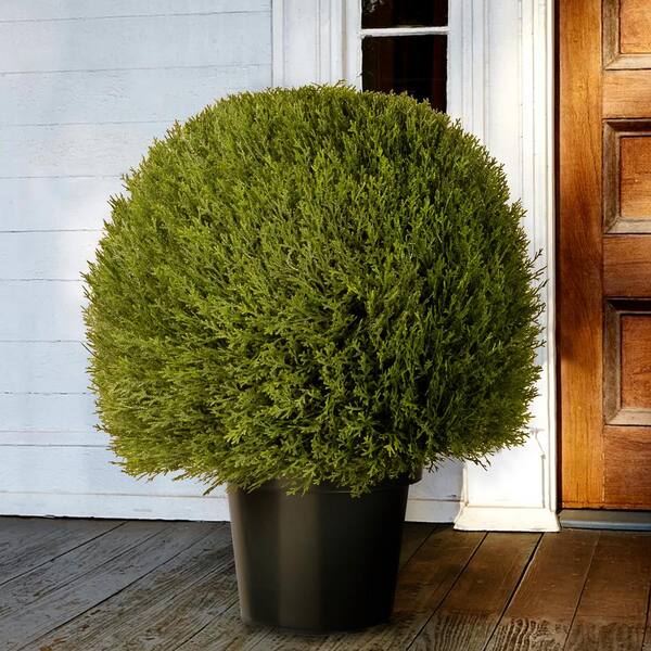 Discounted price Twelve 6 inch Artificial Long Leaf Boxwood Ball