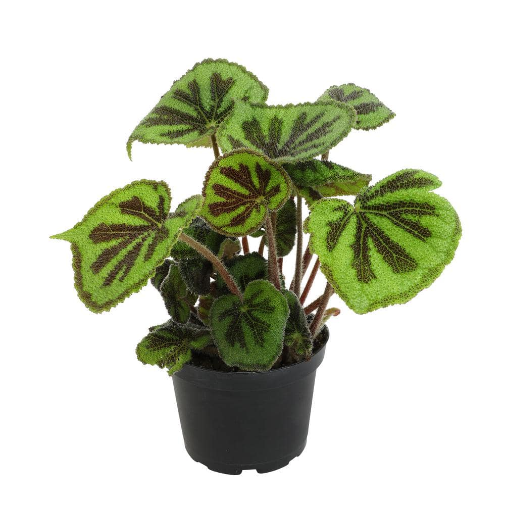 Rock Begonia Iron Cross with Black Plastic Pot
