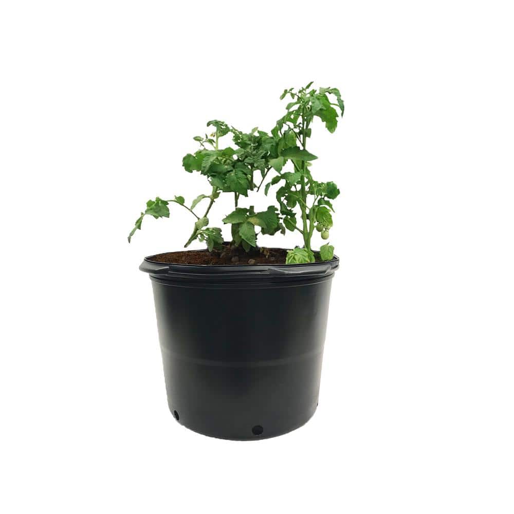 Medium Black BPA-Free Plastic Round Nursery Pots, 24-Pack