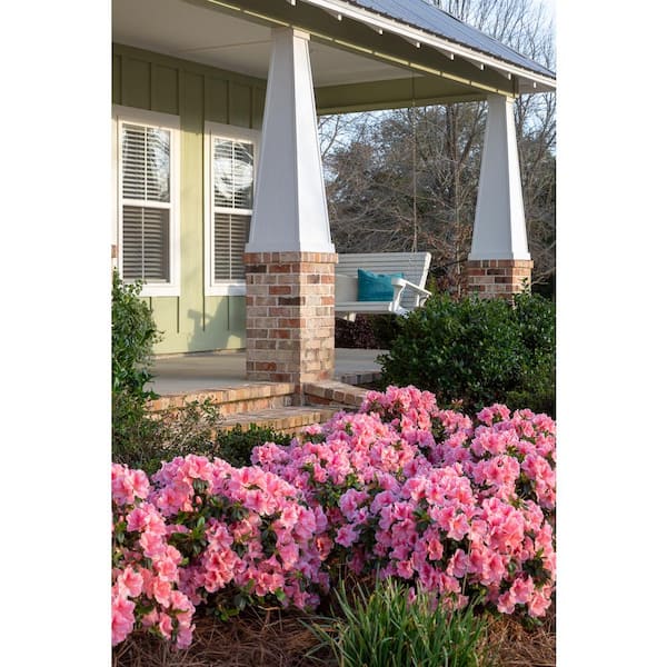 ENCORE AZALEA 3 Gal. Autumn Sunburst Azalea Shrub with Reblooming