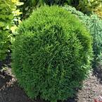 Gardens Alive! 2.25 Gal. Pot Winter Gem Boxwood (Buxus), Live Broadleaf ...