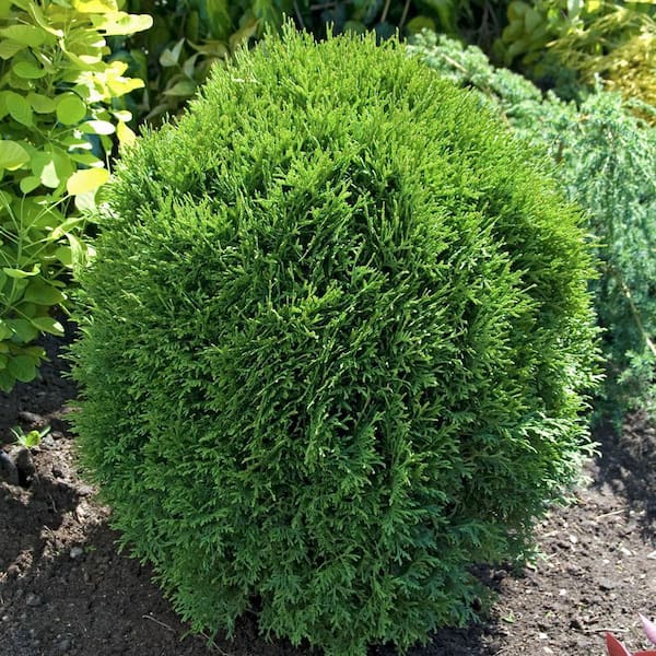 3 Gal. Pot, Hetz Midget Arborvitae (Thuja), Evergreen Shrub (1-Pack)