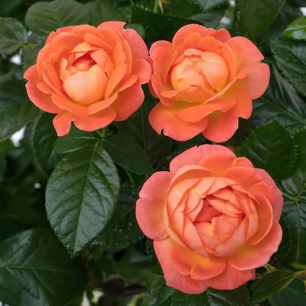 national PLANT NETWORK 3 gal. Knock Out Rose Orange Glow HD2666