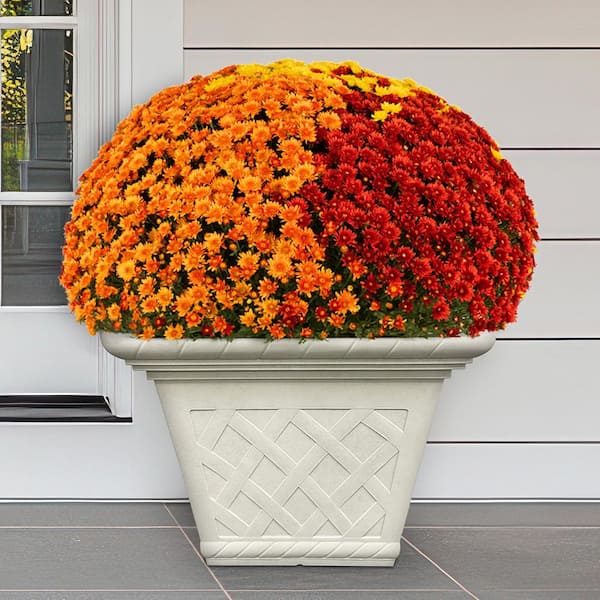 Frenchboro Large Cream Resin Square Planter (17 in. L x 17 in. W x 13.15 in. H)